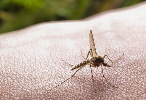 ukąszenie komara jako przyczyna zarażenia pasożytami