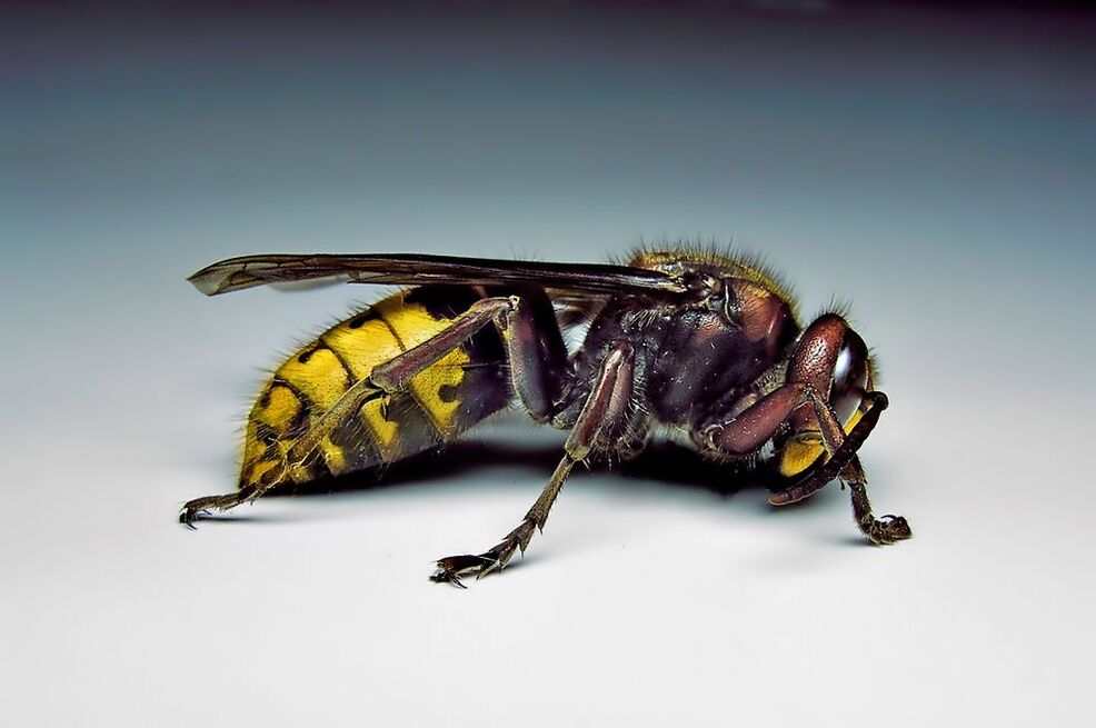 owady mogą zarażać ludzi pasożytami