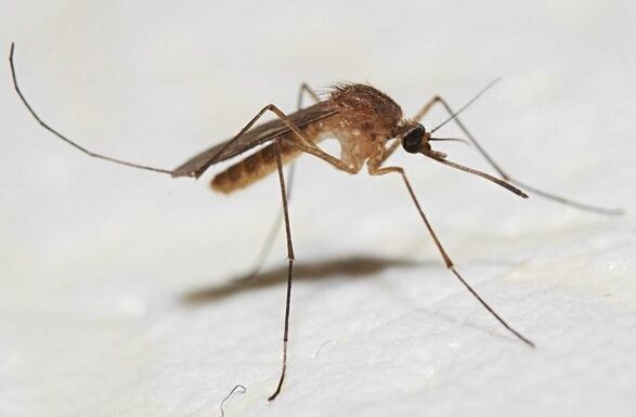 Komary są głównymi nosicielami pasożytów skóry